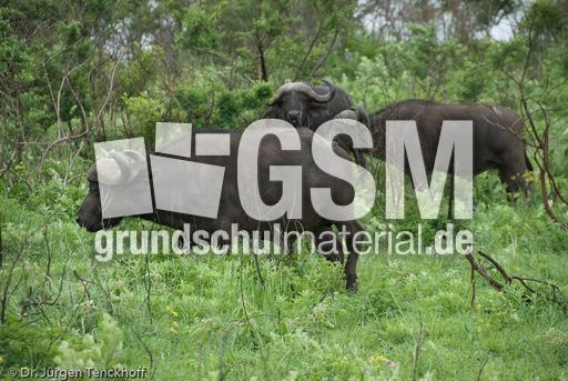 Afrikanischer Büffel (42 von 102).jpg